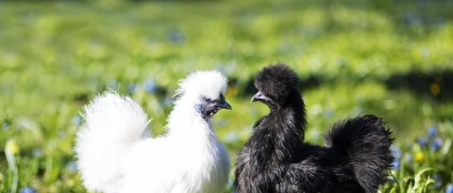  肉鸡：农村养殖乌鸡的为何那么少？