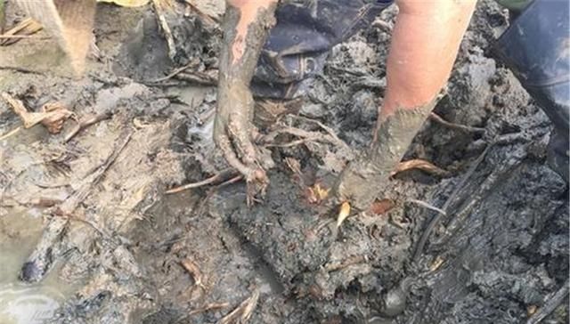  【采挖】人称“剪刀草”，寒风里采挖，一斤卖4.5元，农民不觉得