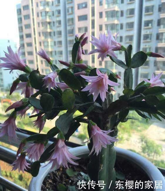  夏天的时|蟹爪兰还没冒花苞，叶子全“黄了”，教你几招就解决