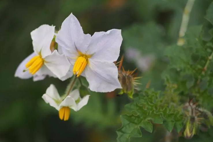  『植物』这植物是茄子的一种，果实像极了小南瓜，您见过吗？