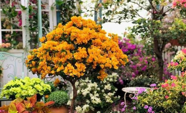 【粉丝】她在露台养了一种花,全年花开不断,犹如仙境,收获了近10万粉丝