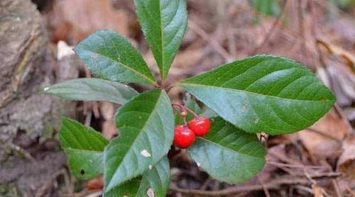  『盆栽』这种植物，可入药可盆栽，农民见到就拔，价值珍贵，见到要重视！