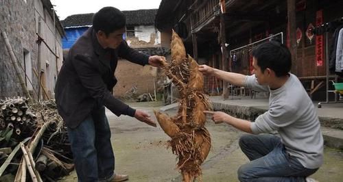  男子■男子竹园挖到“稀罕物”，村民表示没见过