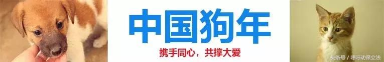 别再传了！“体育馆外儿童被狗咬伤”消息不实，多地警方已辟谣！
