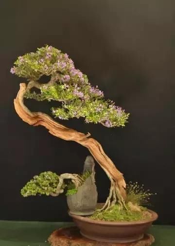 盆景展 ,美美美 !