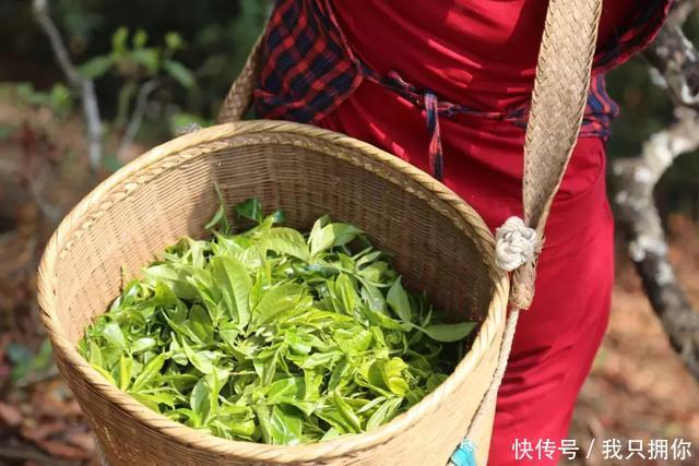  种子■30年前在云南种下的这枚夏威夷果种子，今天正式结果了