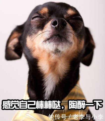 你有一份关于中华田园犬的简历,请查收