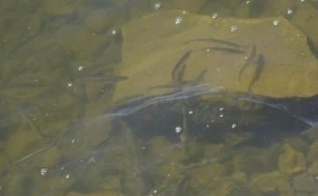  [白条鱼]30年前一捞几十斤，如今却成稀罕货，60元一斤都说奢侈