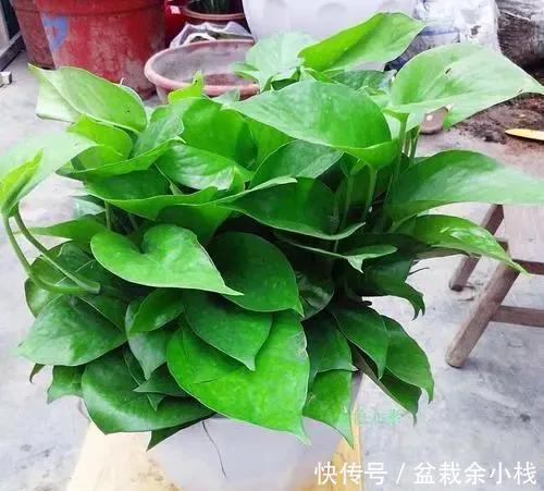  绿萝|立夏了，绿萝从“4个方面”去管理，不烂根、不黄叶，远离病虫害