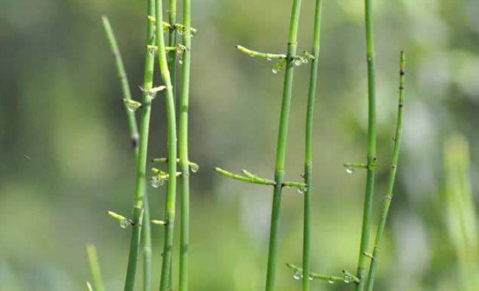  『节节』农村一种“节节草”，以往被当成饲料，殊不知，野生的50多一斤！