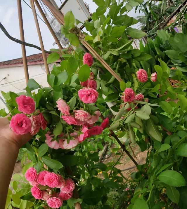  『丰花性好』狼家自育的表现到底如何，戳进来看看花友们的大实话