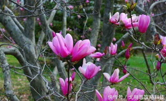 『春天』院子里种一棵玉兰花,简单几步就成活,年年春天都赏花