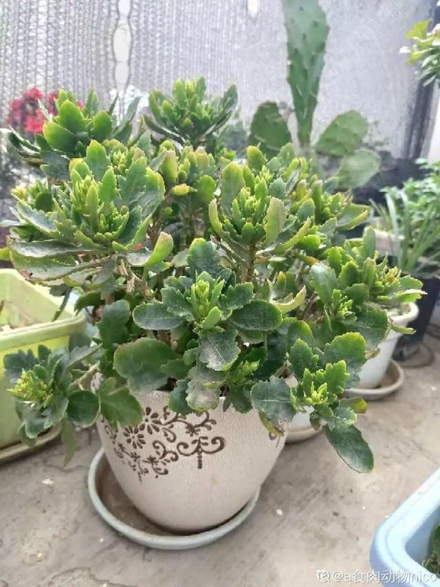  放在光照好的地方多■20种花，春天最爱疯长，爬满墙、爆开花，疯狂刹不住闸！
