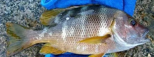  「东山叫红」46种海钓常见的鲷类鱼，最后一种高价的鱼原来也是鲷鱼，才知道
