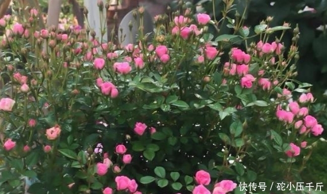 #适合#3种盆景正当花期,四季如春寓意好,适合情人节送女朋友