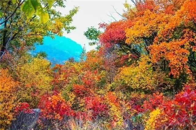 太行山，赏红叶，观秋景