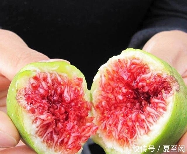 无花果|还在阳台种绿植现在流行养此些水果盆栽,好看又好吃