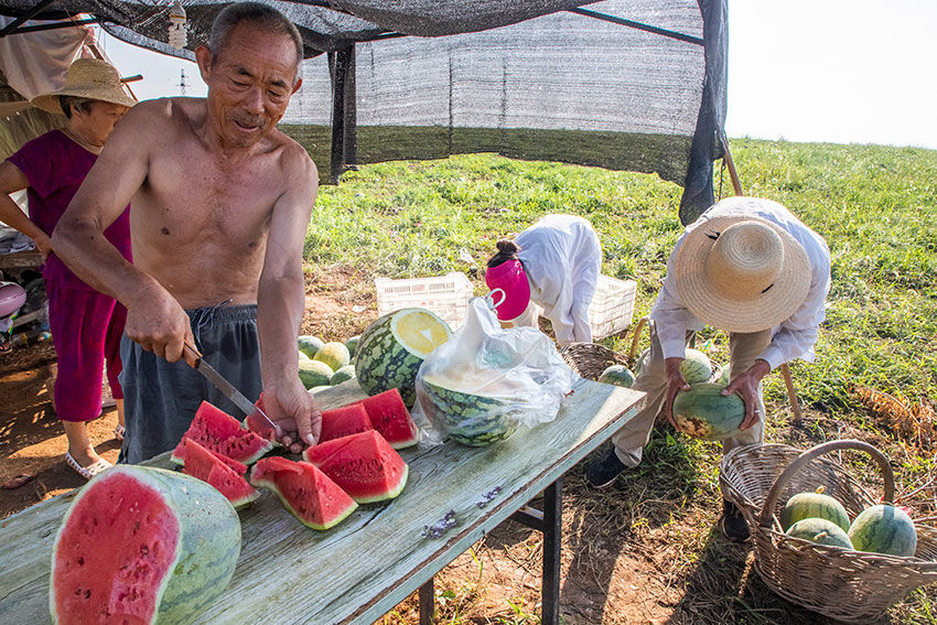 实拍七旬老汉湖边种西瓜，天天吃住瓜庵中，炎热中收获，苦中有乐