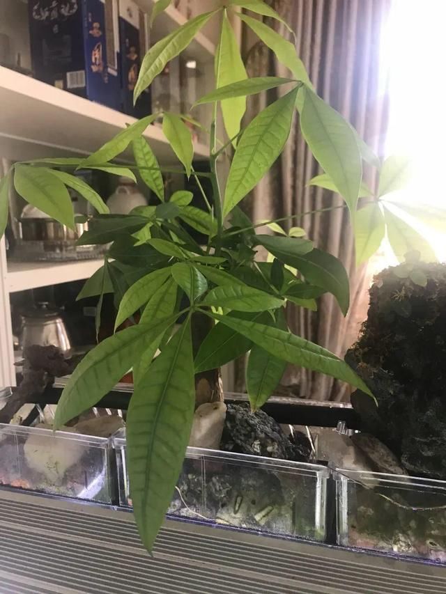  [萝卜]水里加点碳，根系壮得撑破盆，长出满盆萝卜根