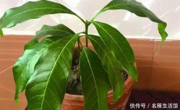 腐烂|腐烂的芒果别急着丢,有两种极好的处理方法,竟让它变废为宝