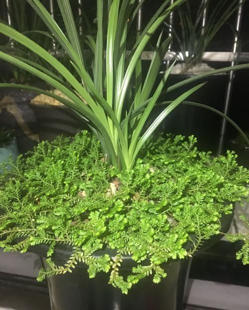  『管不住手』养兰花总是乱浇水？盆面铺上翠云草，好看又能管住手，浇水好轻松