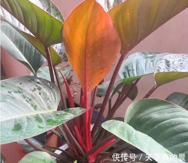 #甲醛#几种常见花,净化空气就靠它,吸甲醛、除异味,杀细菌!