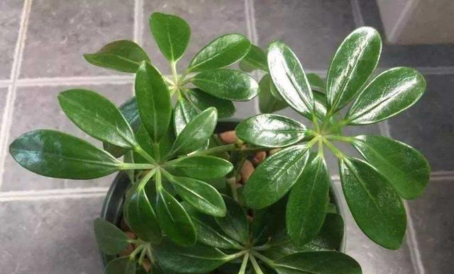  花钱■鸭掌木剪1根枝，配上“泡沫”生白根，不花钱也有“名贵树”！