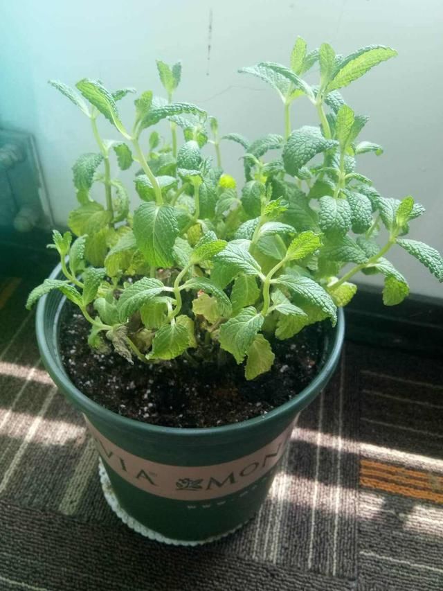  『平时』薄荷好看好养，平时这个位置剪一剪，防止薄荷“群魔乱舞”