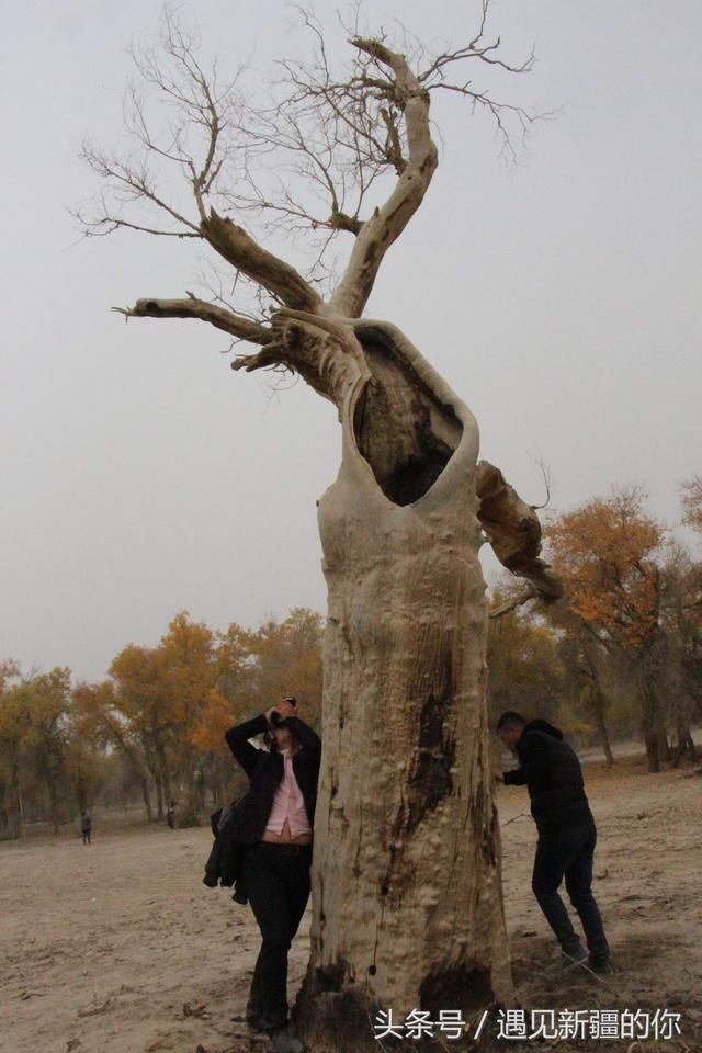 新疆库车首届胡杨节，特色美食美景让游人陶醉