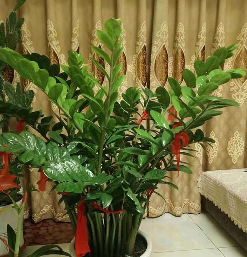  『底肥』金钱树上盆怎么安全使用复合肥做底肥？园艺师分享了两点实操经验