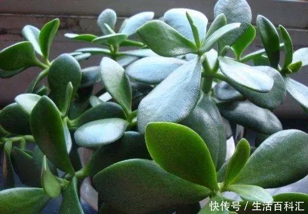 重点|养玉树有3个“重点”,叶厚实油亮,枝干茁壮,小苗变老桩