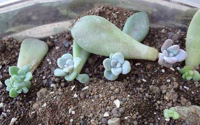  增加光照|1种多肉长得快,易爆盆,1年长成大老桩,是多肉巨无霸!