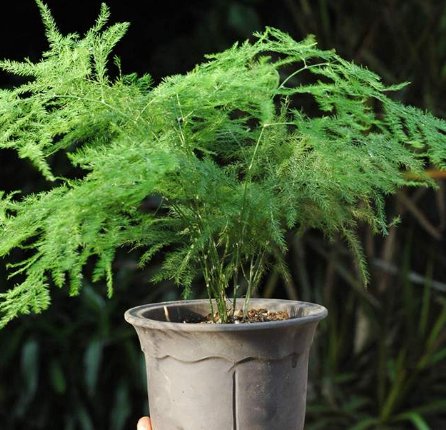  沁人心脾：懒人最适合养这“4种花”，四季开花，苞润如玉，花香沁人心脾