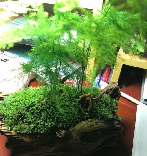  #好处#此植物叶葱绿，养护在室内好处多