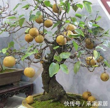  『梨树盆景』果林“白捡”1根梨树桩，养上3年大变样，开花美、坐果多，真是值