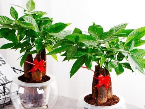  『栽培』难得一见植物“仙人山”开花,大叔讲出栽培秘诀