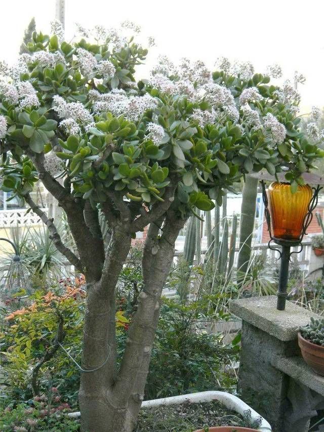  『养护玉树』玉树盆里加点“柳树皮”，绿叶窜满盆，枝条呼呼长，还能开白花