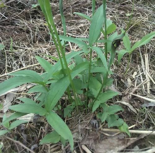  #人称#玉米地里的“1种植物”，拔1棵少掉1棵，人称“半夏”，珍贵！