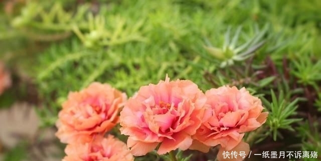 扦插繁殖:太阳花,可晒可旱耐粗养,做好“2方面”夏秋开满盆