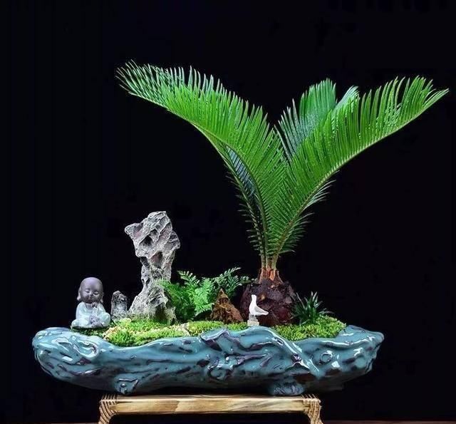  『传家宝』聪明人爱养这八种“守家树”，护宅吉祥保平安，养好了都是传家宝