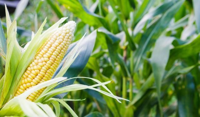  #玉米#若不是烧了两年乙醇汽油，我都不知道中国玉米曾有这么牛