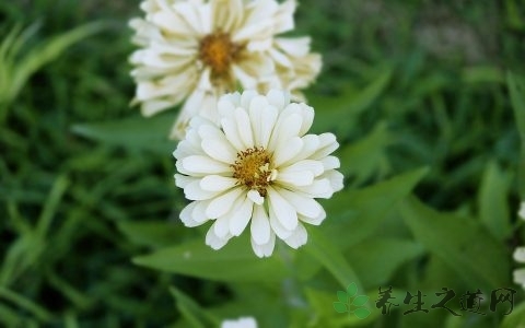 油皮夏季怎么护肤