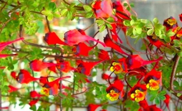  [帮忙]想把阳台变“花海”，3种花来帮忙，叶少花多，一年四季开不停
