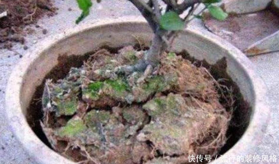  「技巧」盆土容易结板，掌握这些技巧，土壤疏松透气，养分充足