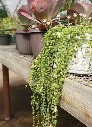  『盆栽』常见12种植物养成不可思议的盆栽！