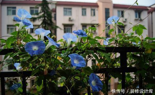  「有花赏」她用一年时间，把阳台变成小花园，四季有花赏，邻居看了都羡慕