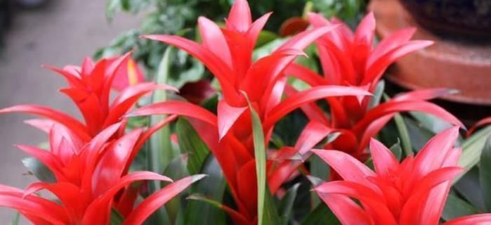  龙沙宝石|家里必养4种花，净化空气,是吸甲醛、二手烟的能手