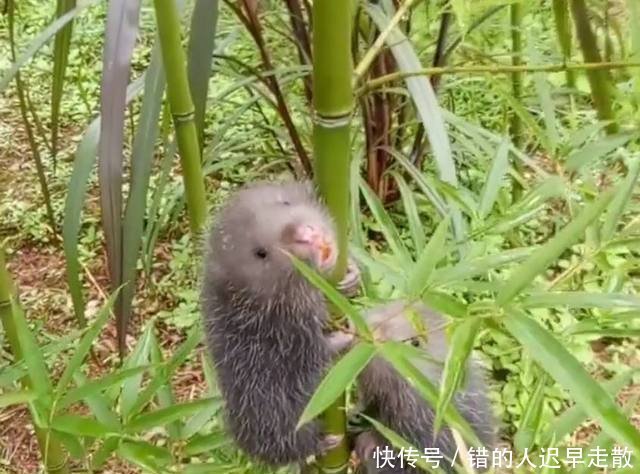 80后夫妻农村创业竹林里放养“它”单只重8斤,每斤五十元