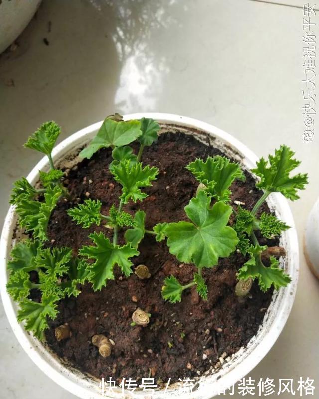#补充养分#这花千万别养老桩,越老越不开花,想赏花砍1刀,立马满头花苞
