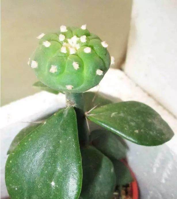  叶仙的枝条■叶仙嫁接仙人球，树上长出绿球球，还能开花，真是第一次见